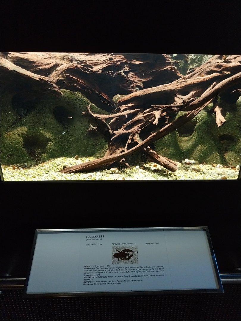 Nocturnal aquarium for European crayfish