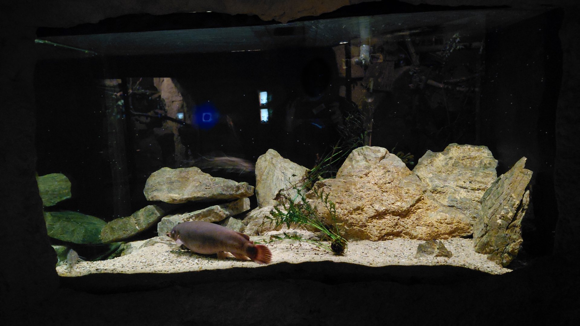Nocturnal aquarium