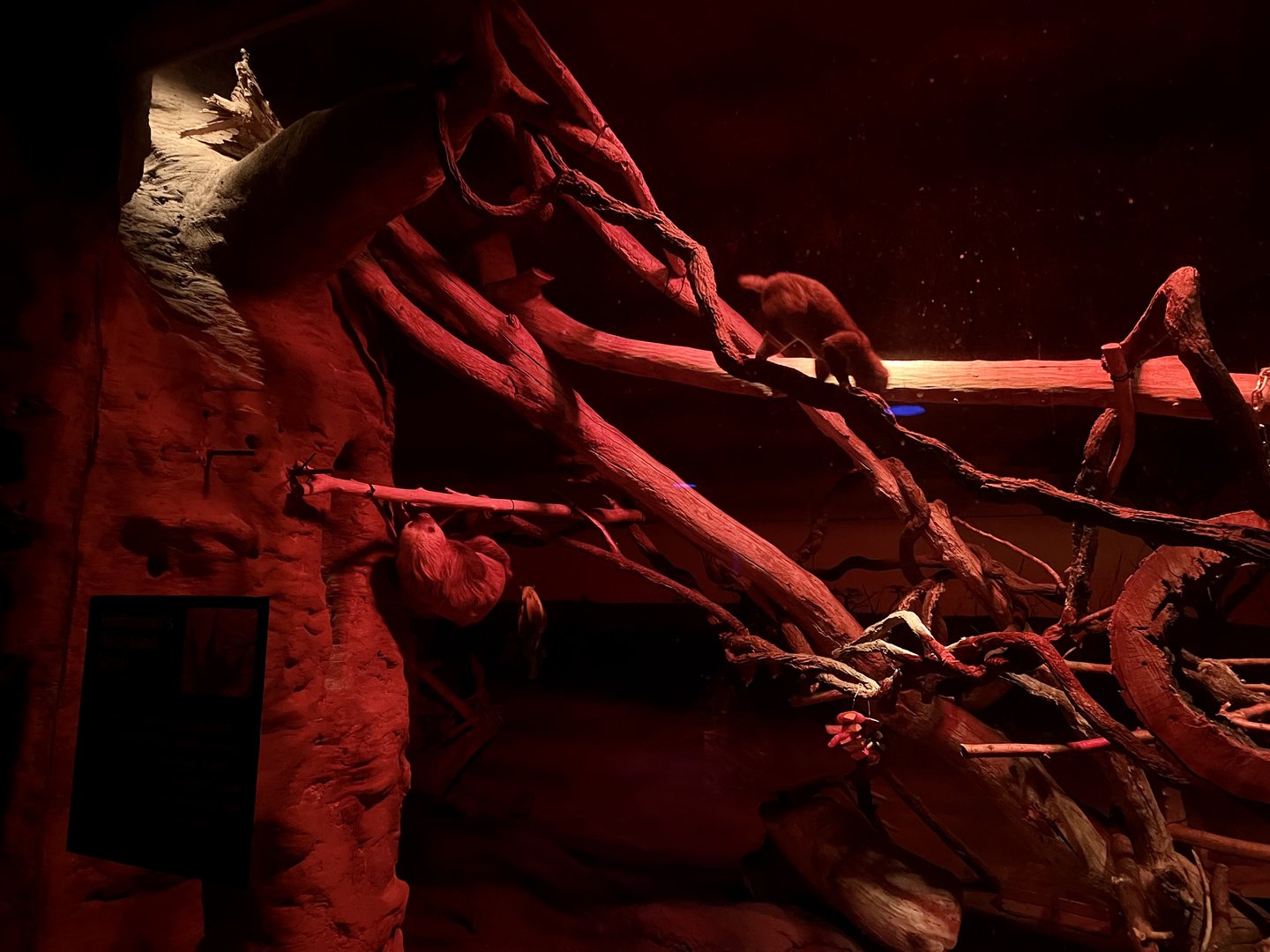 Nocturnal Arboreal Mammals