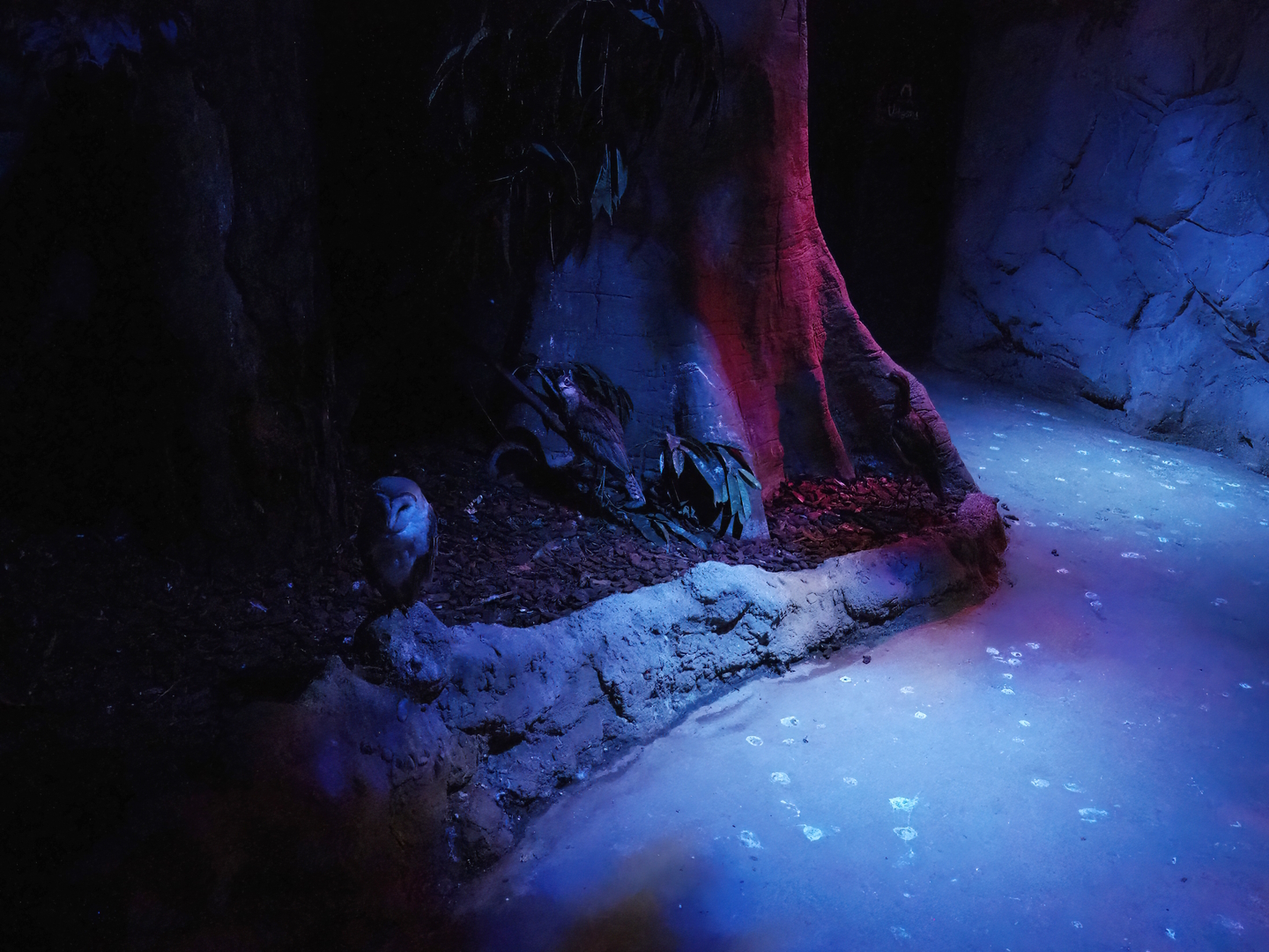 Nocturnal bird safari - Barn owl and Bush stone-curlews, 2022-08-28