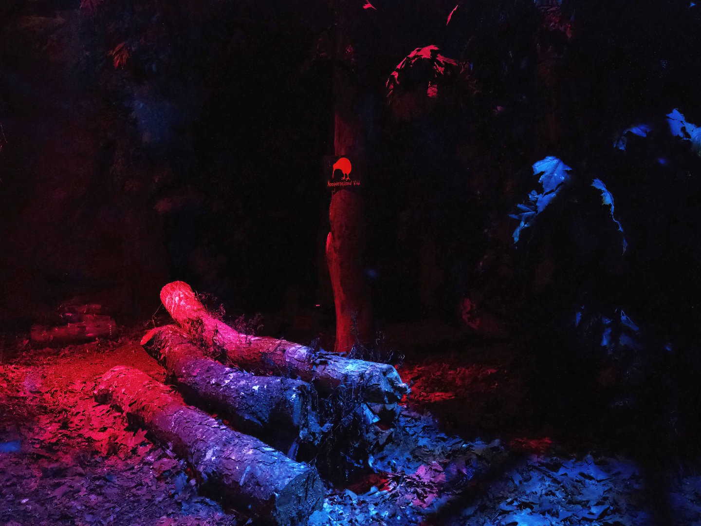 Nocturnal bird safari - North Island brown kiwi exhibit, 2022-08-28