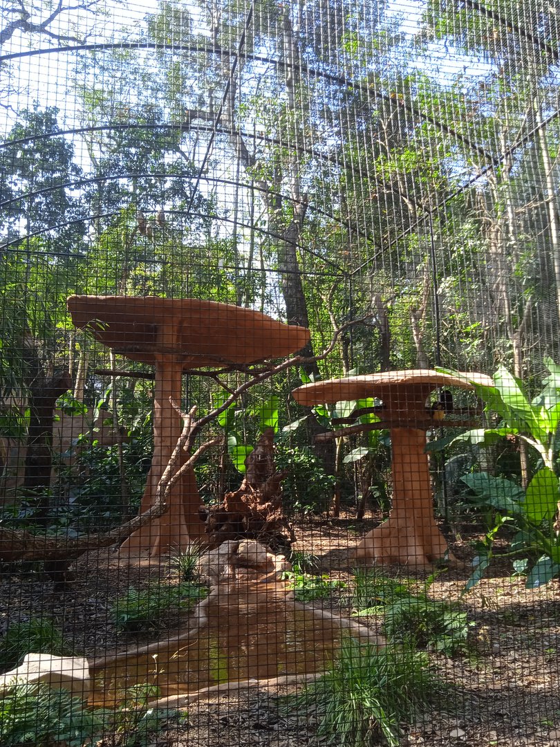 Nocturnal birds aviary