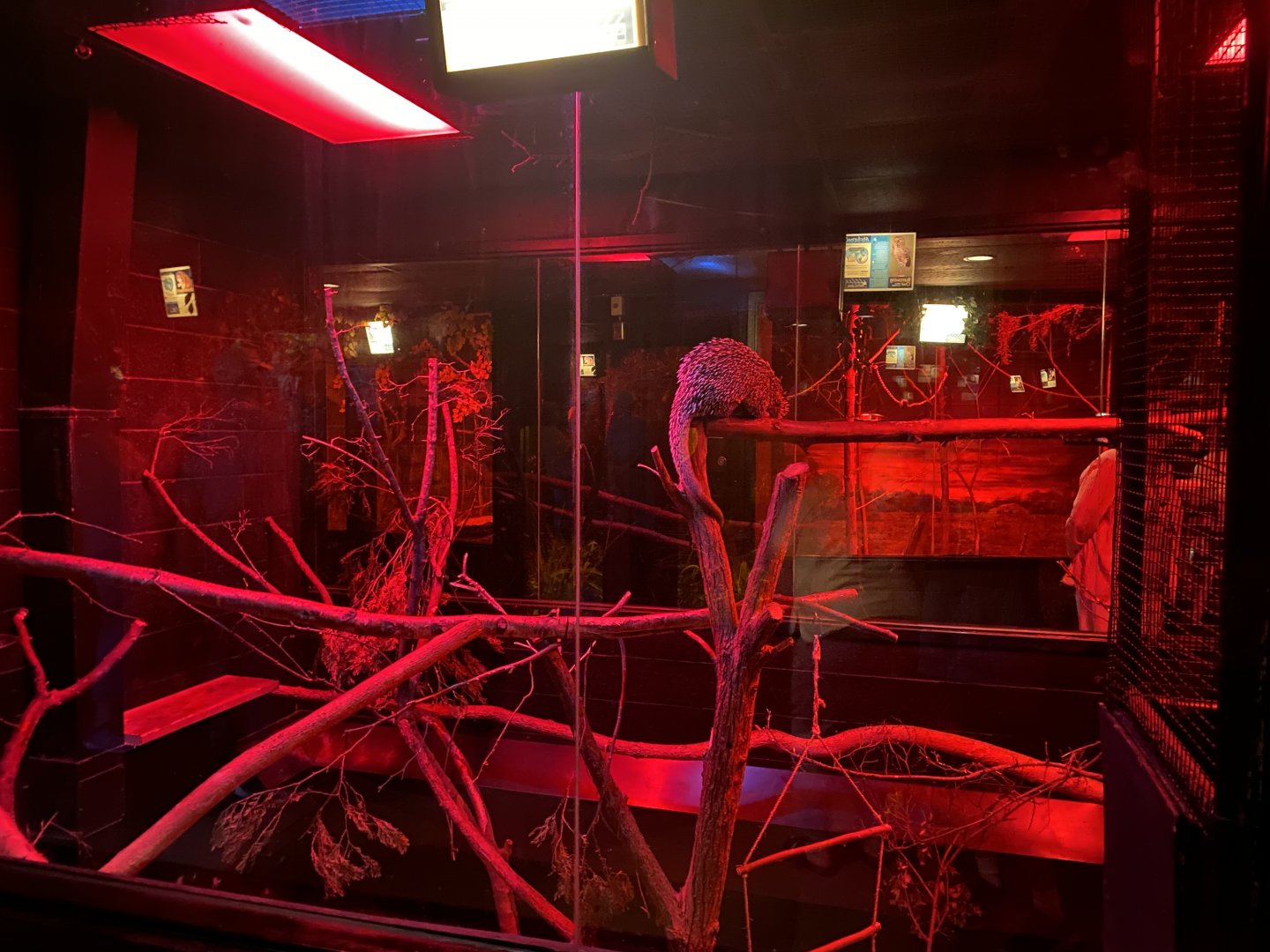 Nocturnal Building - Brazilian Porcupine Exhibit