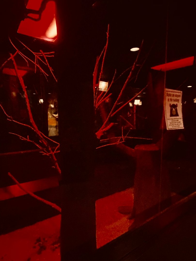 Nocturnal building- brush-tailed bettong & African straw colored fruit exhibit