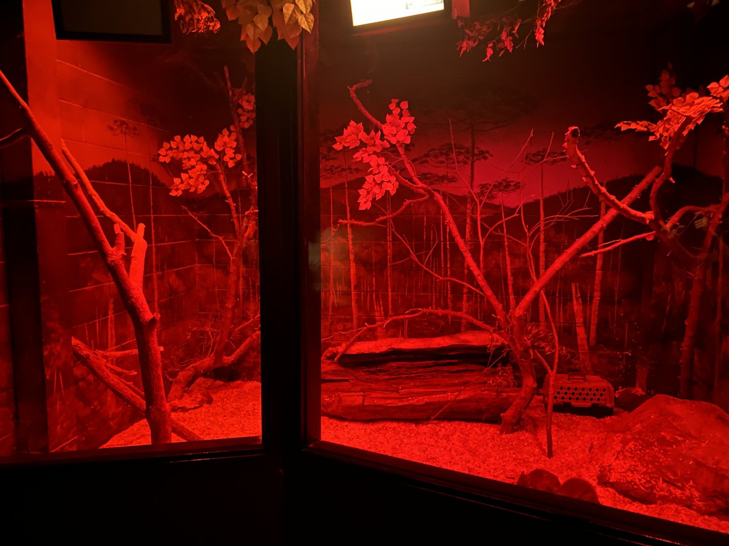 Nocturnal Building - Brush-Tailed Bettong Exhibit