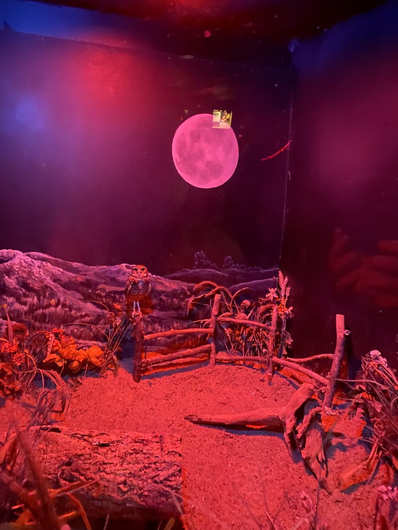 Nocturnal building- burrowing owl exhibit