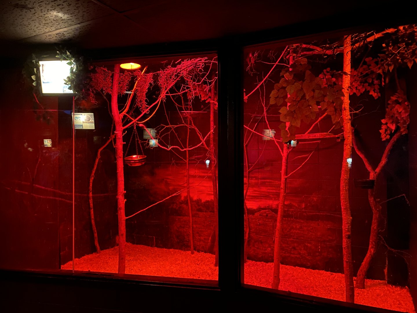 Nocturnal Building - Egyptian Fruit Bat Exhibit