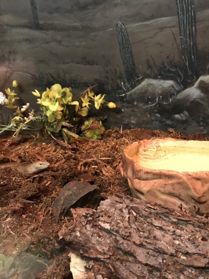 Nocturnal Building- European glass lizard terrarium