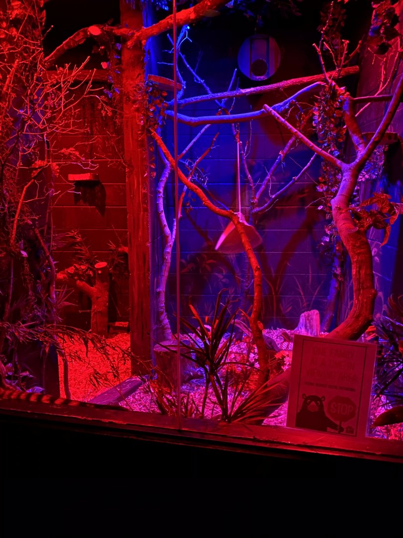 Nocturnal building- large spotted genet exhibit