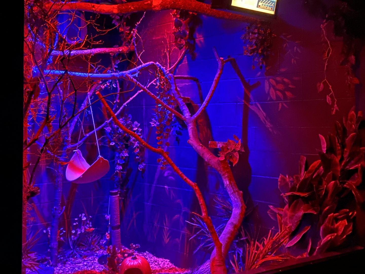 Nocturnal Building - Large-Spotted Genet Exhibit