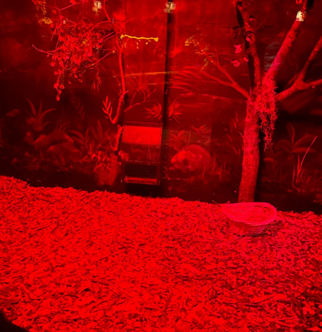 Nocturnal building- linneous two toed sloth, kinkajou, & six banded armadillo exhibit