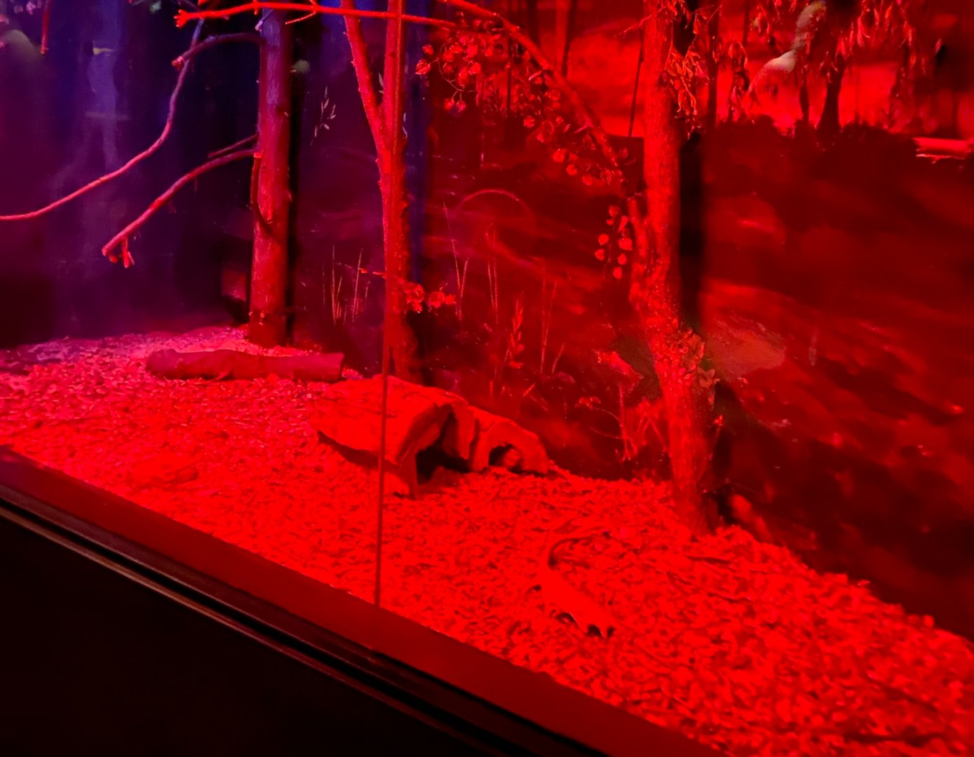 Nocturnal building- linneous two toed sloth, kinkajou, six banded armadillo exhibit