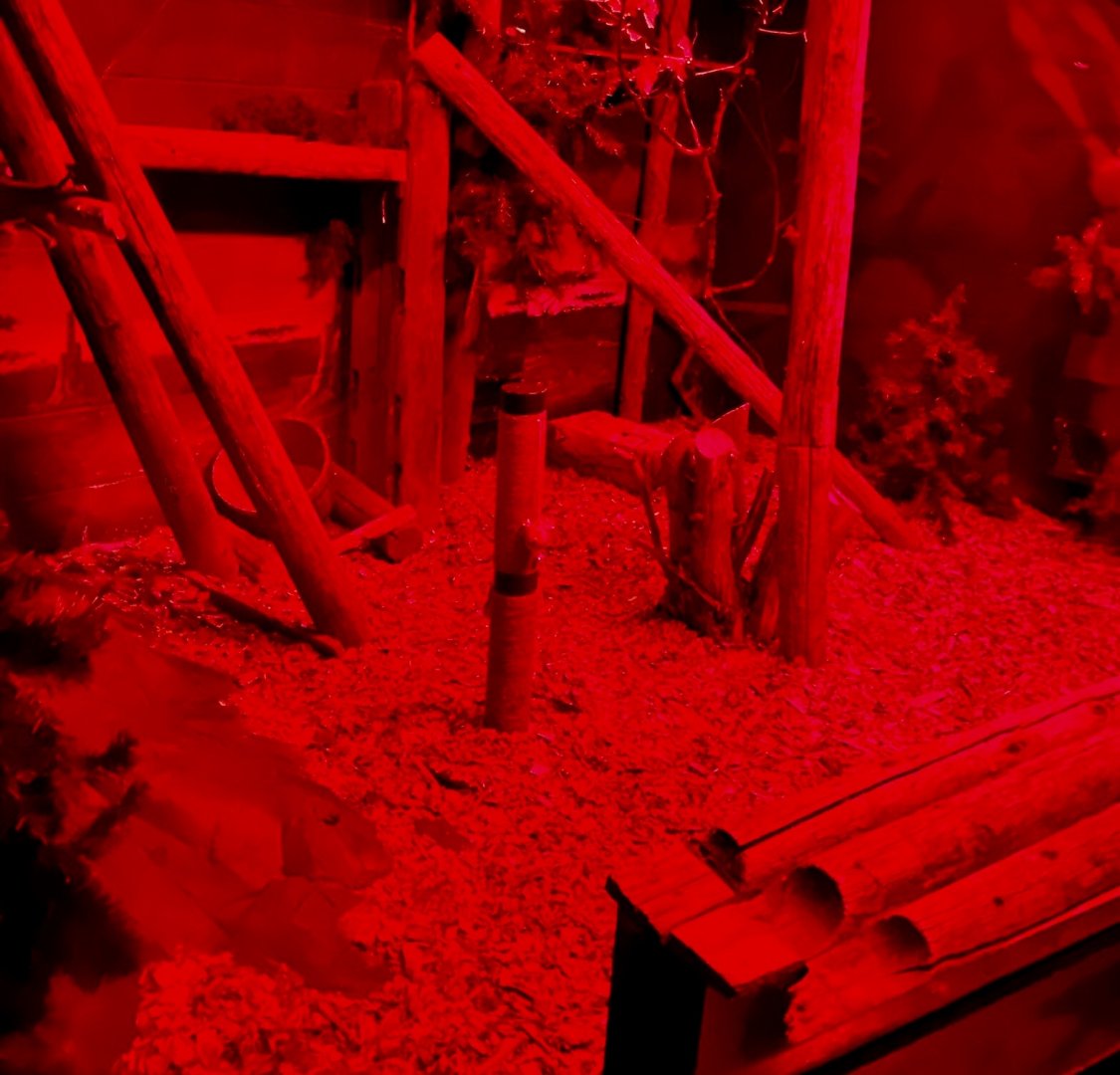 Nocturnal building-Pallas cat exhibit