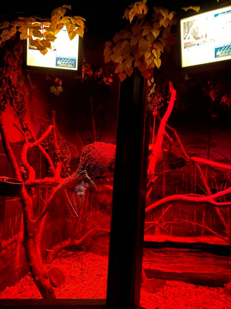 Nocturnal building- prehensile tailed porcupine & Southern flying squirrel exhibit