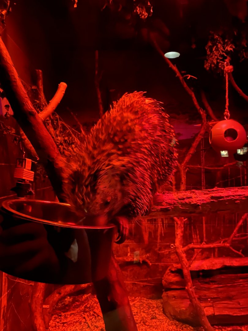 Nocturnal building- prehensile tailed porcupine