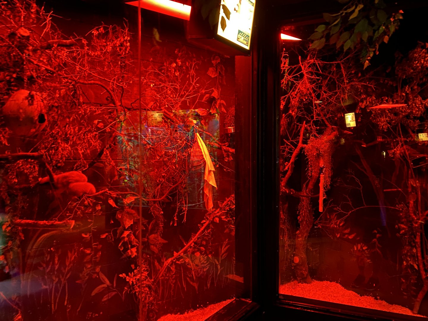 Nocturnal Building - Pygmy Slow Lori’s Exhibit