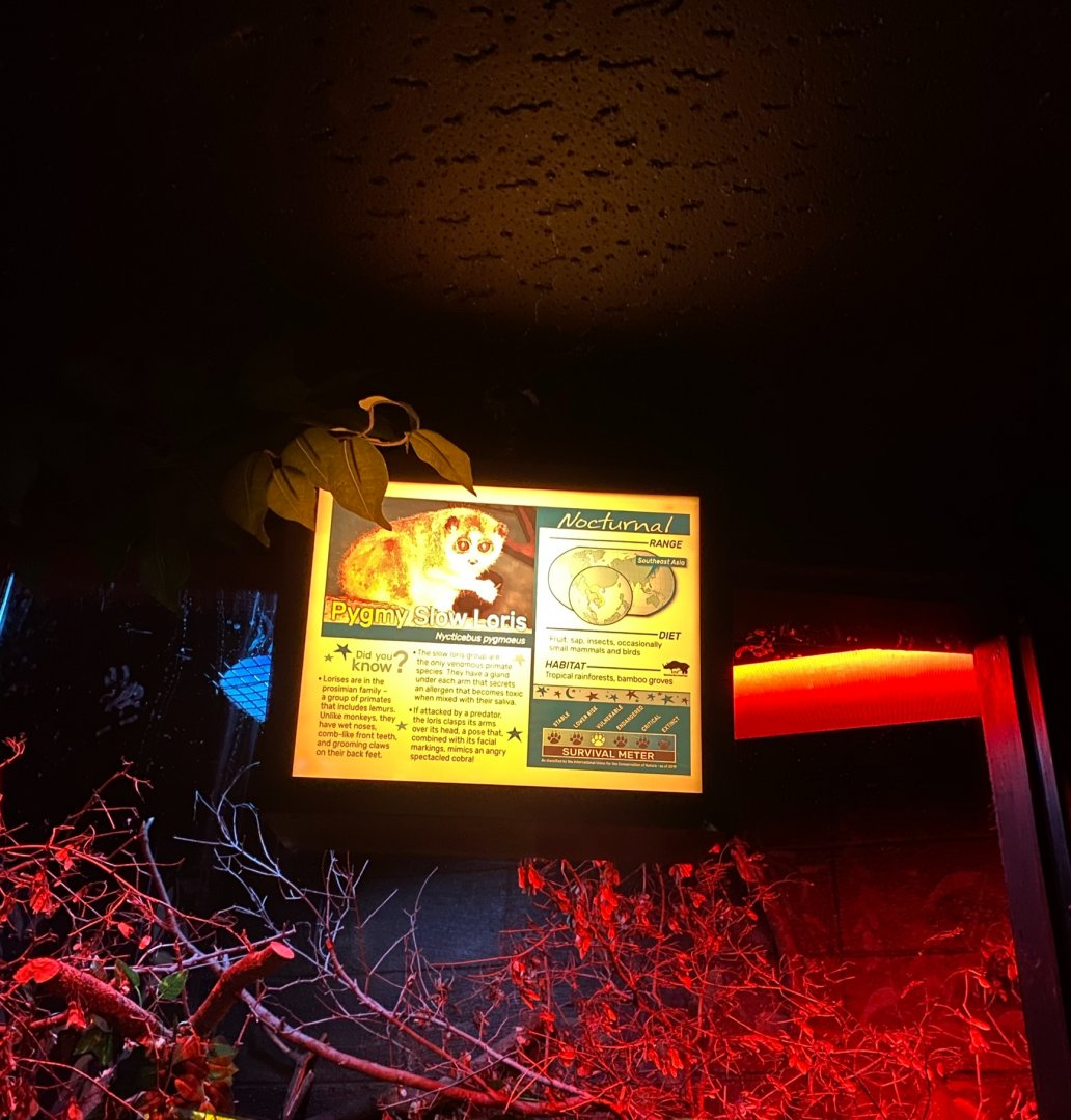 Nocturnal building- slow loris signage