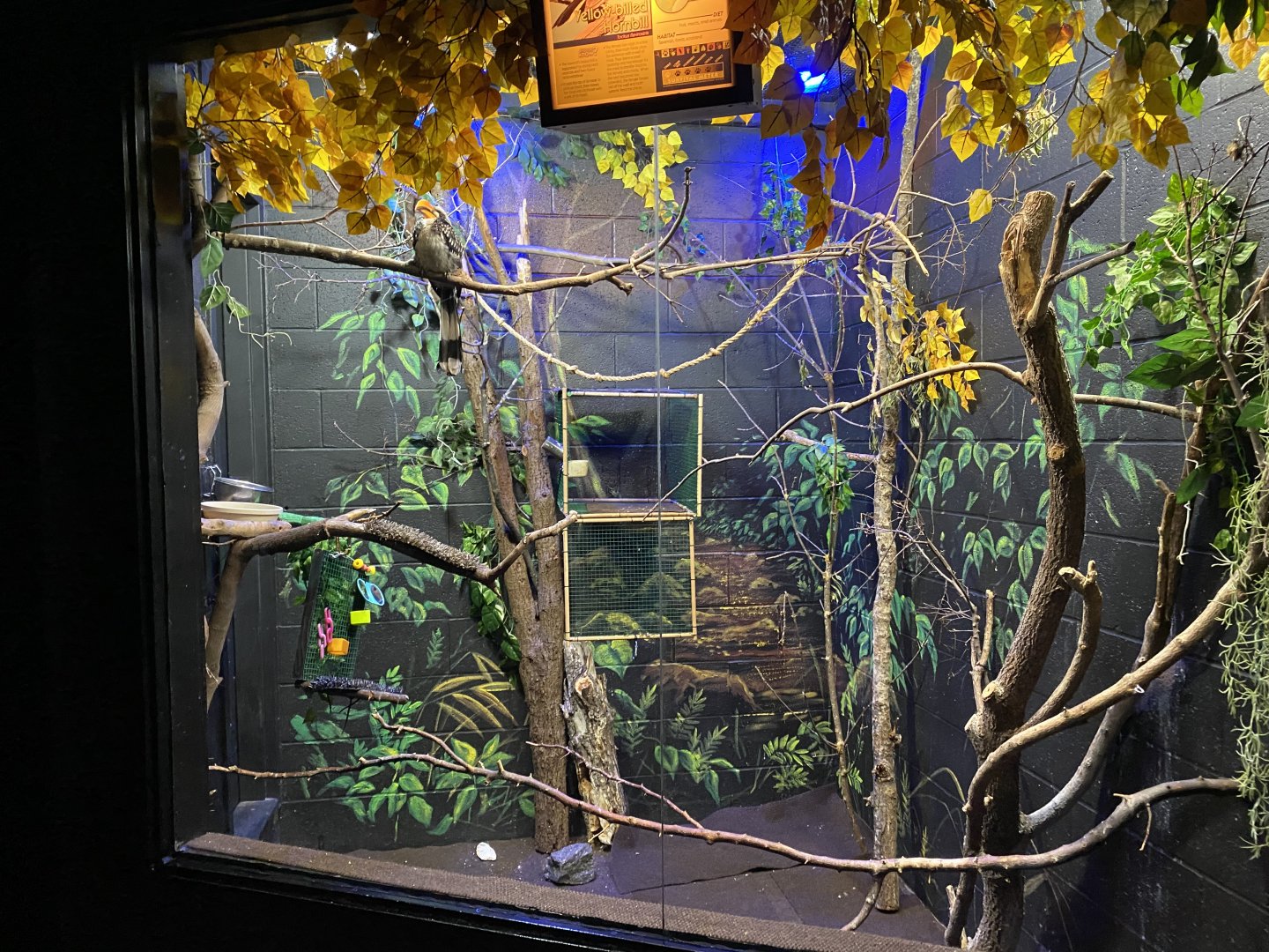 Nocturnal Building - Southern Yellow-Billed Hornbill Exhibit