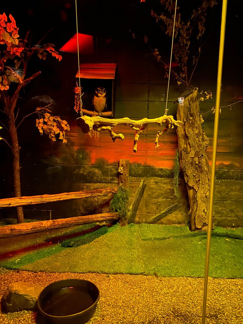 Nocturnal building- spectacled owl exhibit