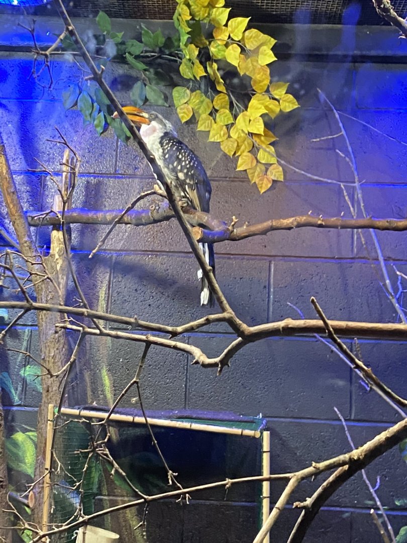 Nocturnal building- yellow billed hornbill