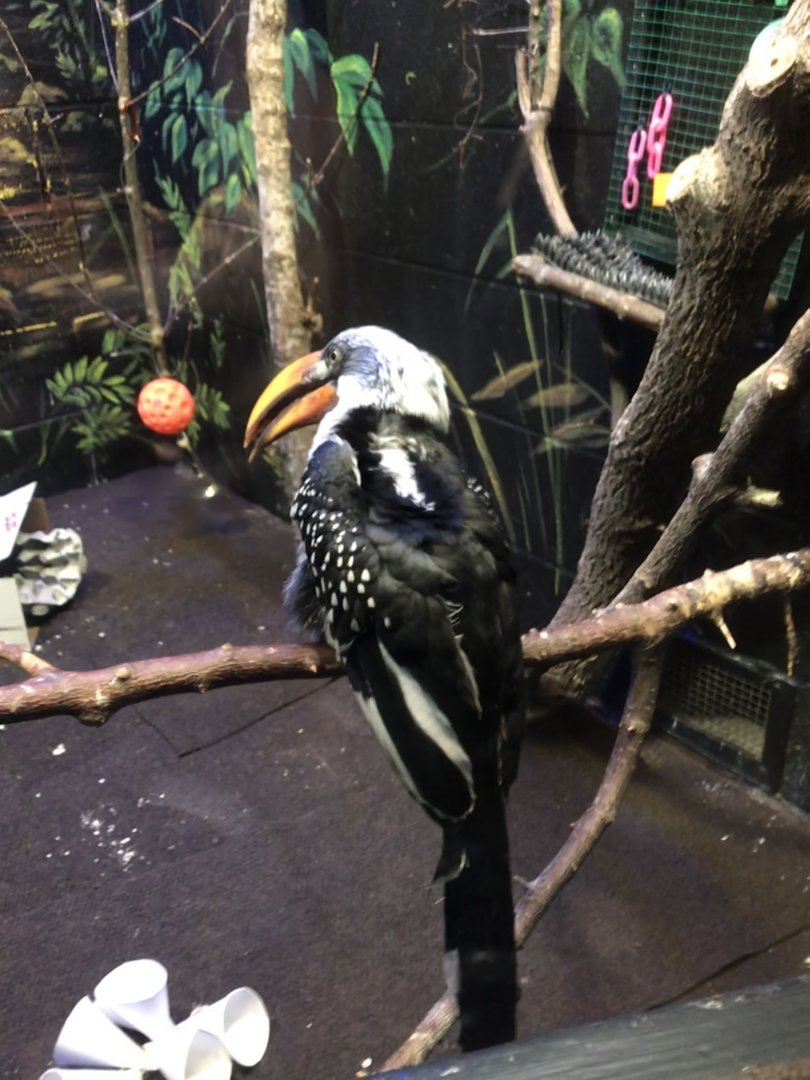 Nocturnal Building- yellow-billed hornbill