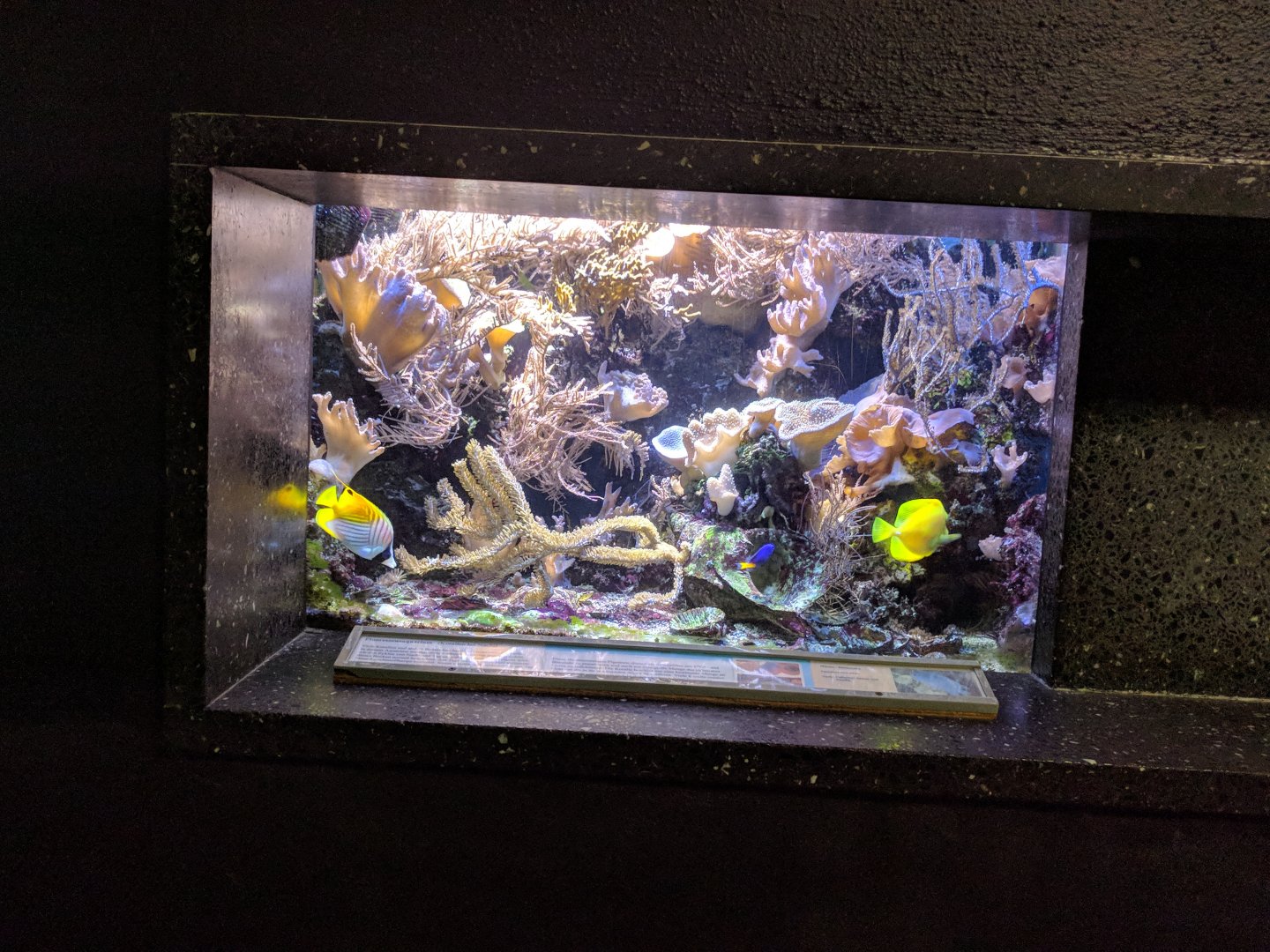 Nocturnal corral Reef Tank