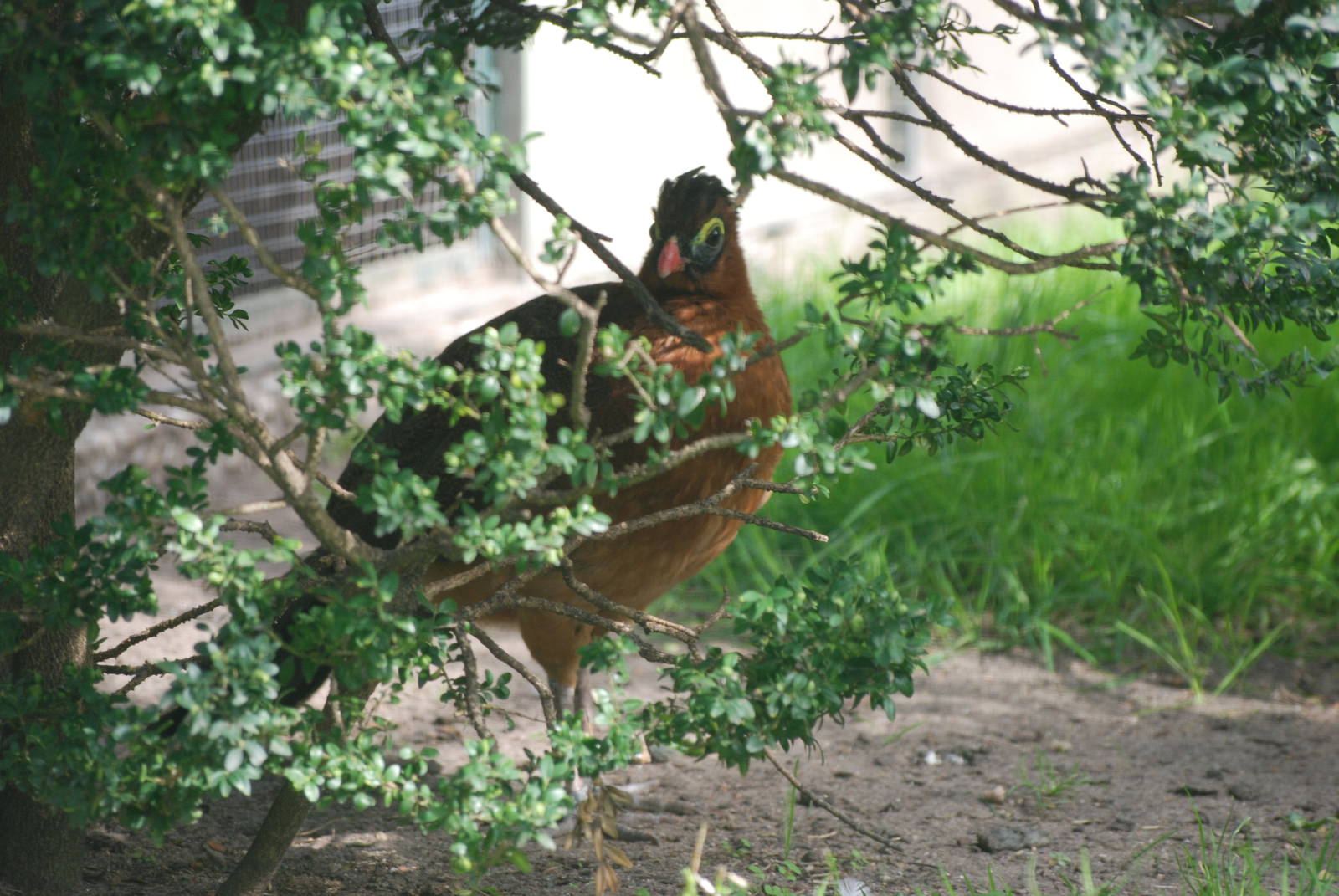 Nocturnal Curassow at Berlin Zoo, 31/08/11