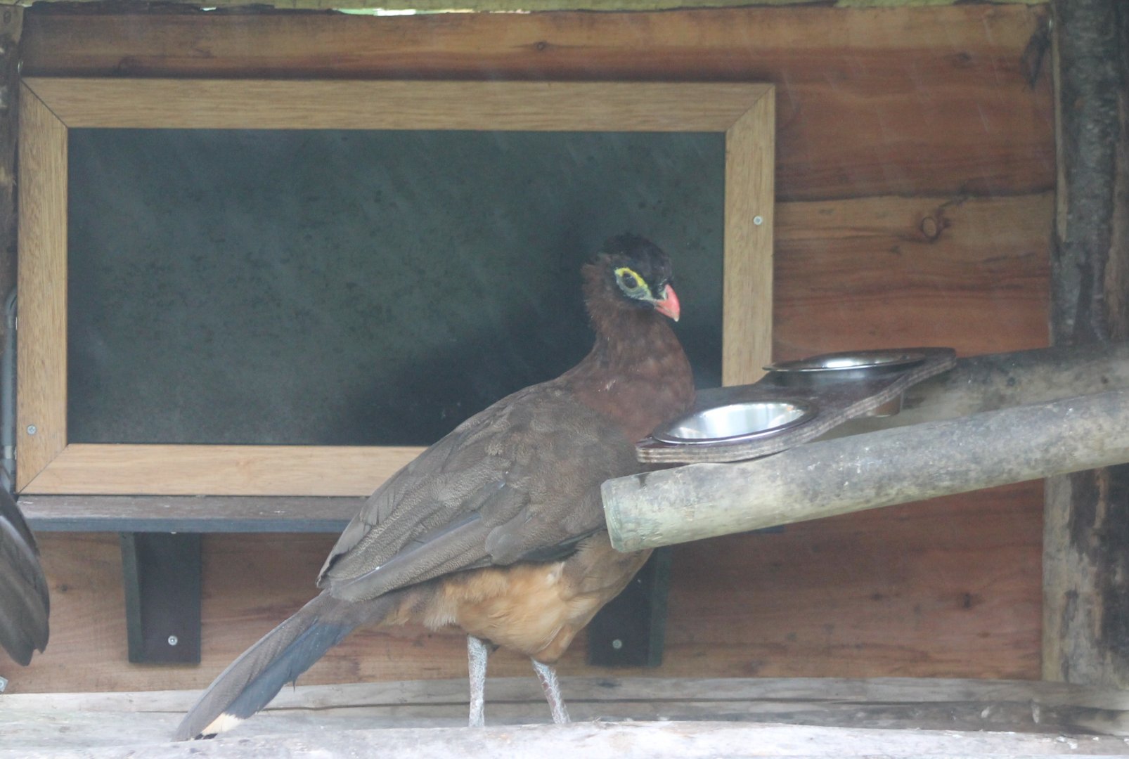 Nocturnal curassow at feeding-station