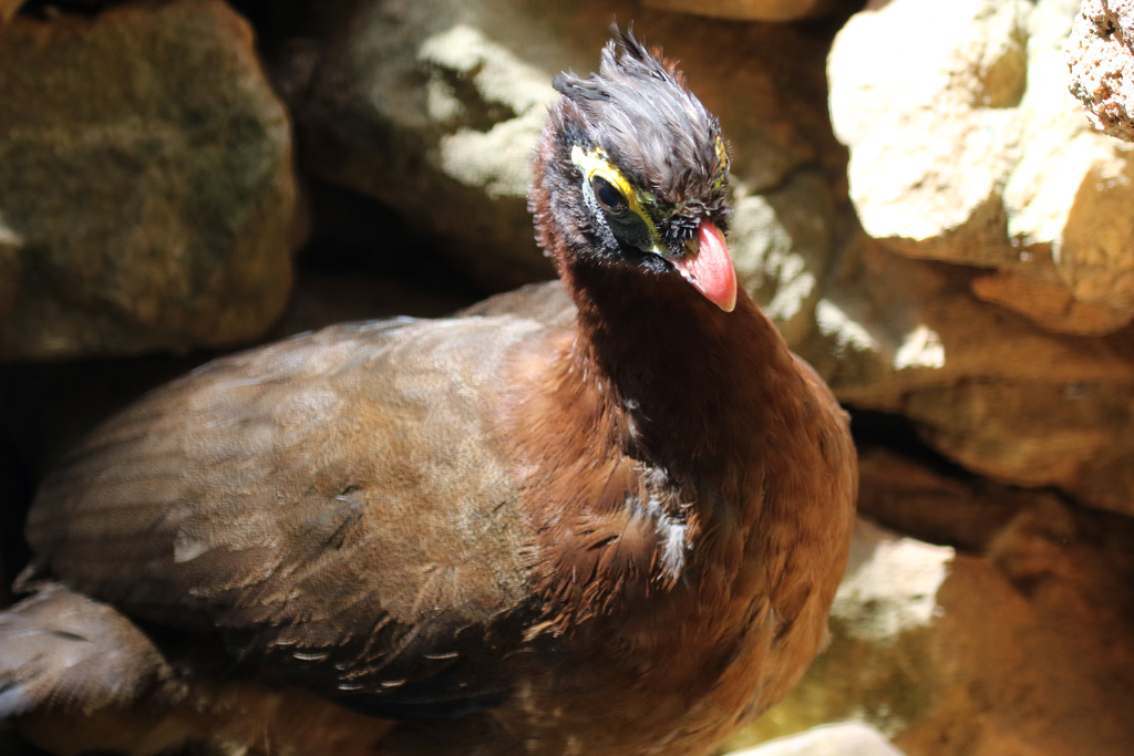 Nocturnal Curassow at Zoo de Lagos 7th August 2017
