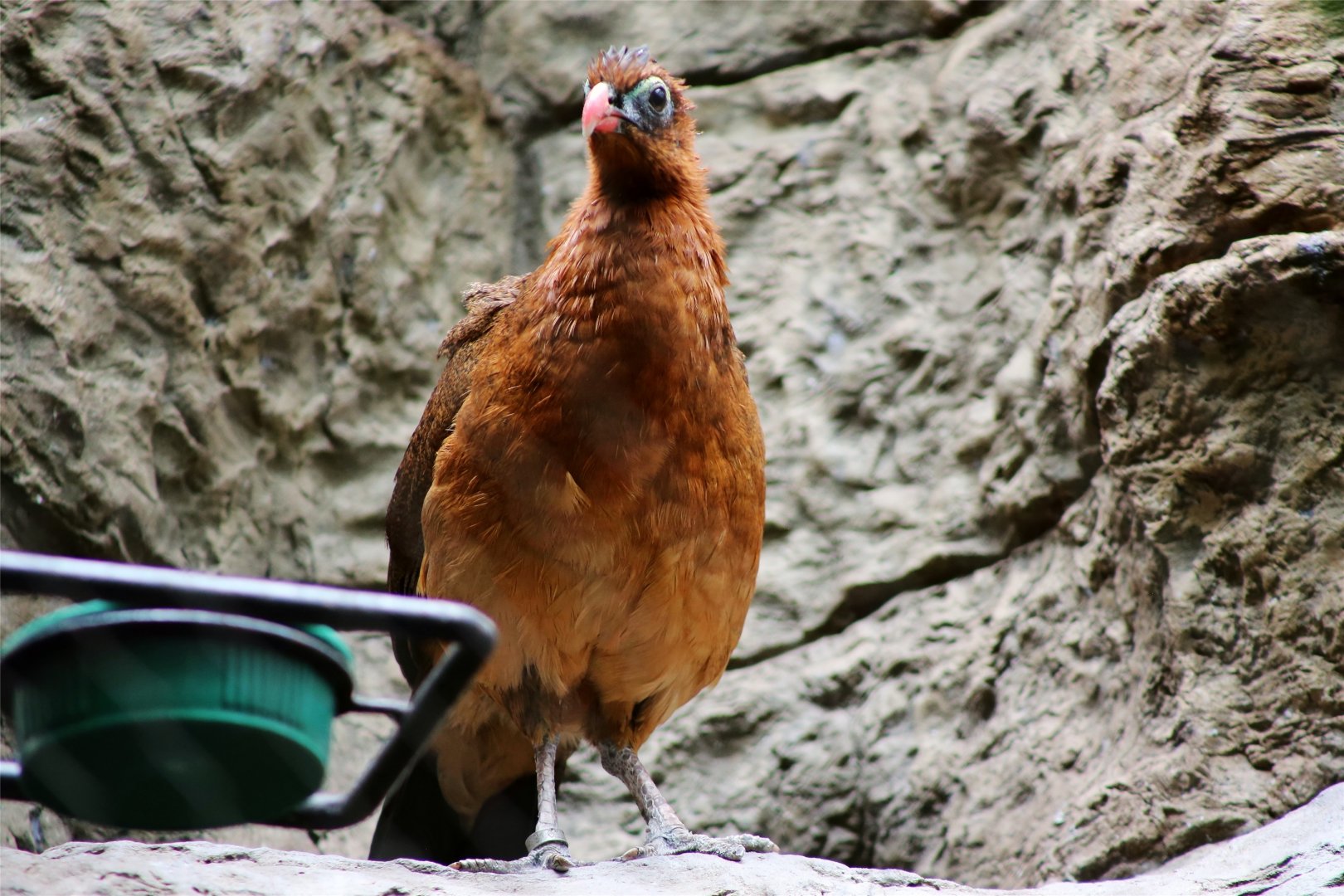 Nocturnal curassow (Nothocrax urumutum)