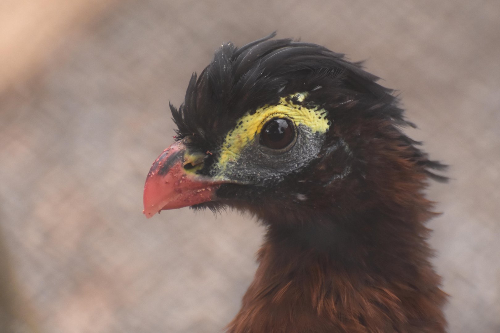 Nocturnal Curassow (Nothocrax urumutum)