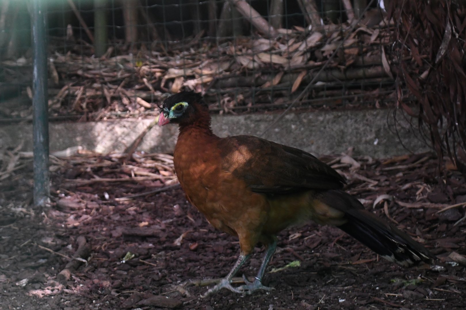 Nocturnal Curassow (Zoo Lourosa)