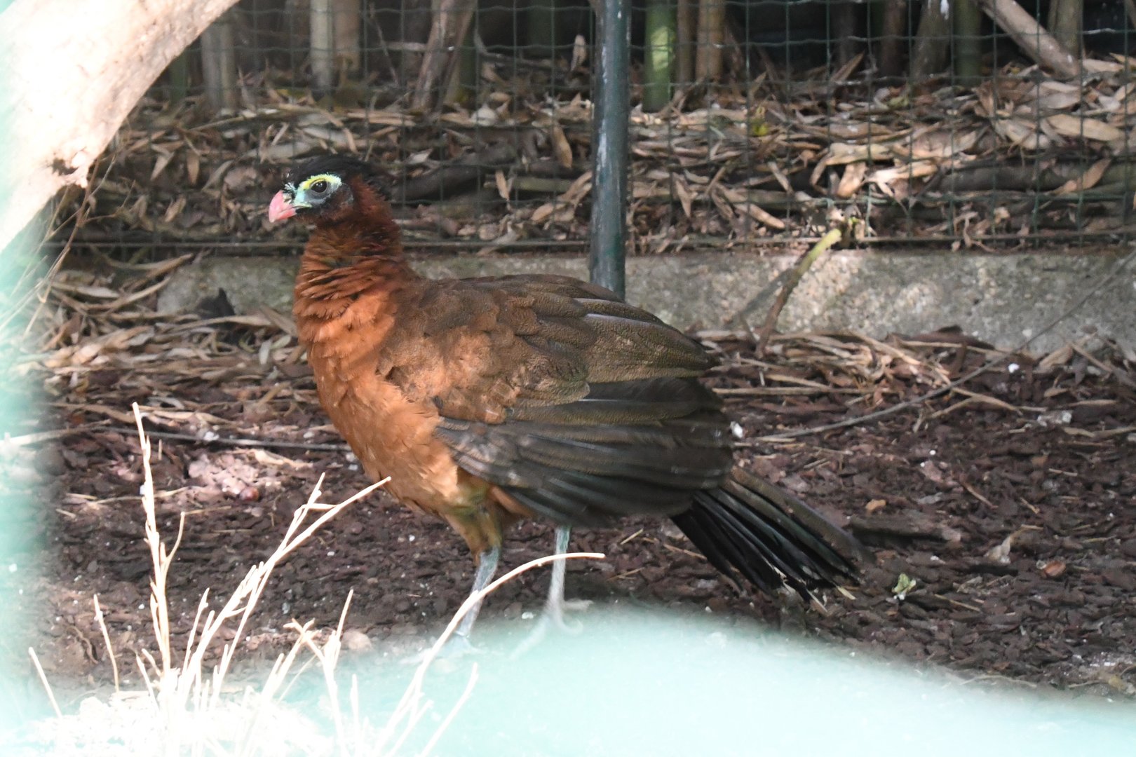 Nocturnal Curassow (Zoo Lourosa)