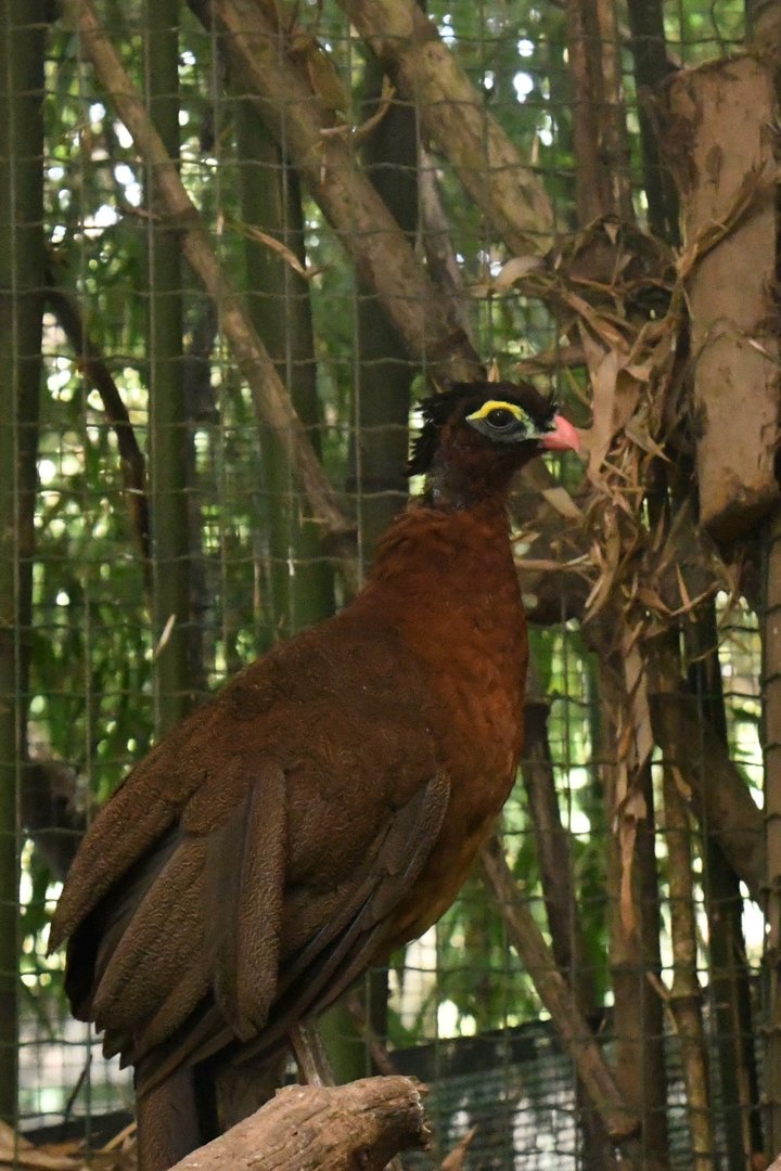 Nocturnal Curassow (Zoo Lourosa)