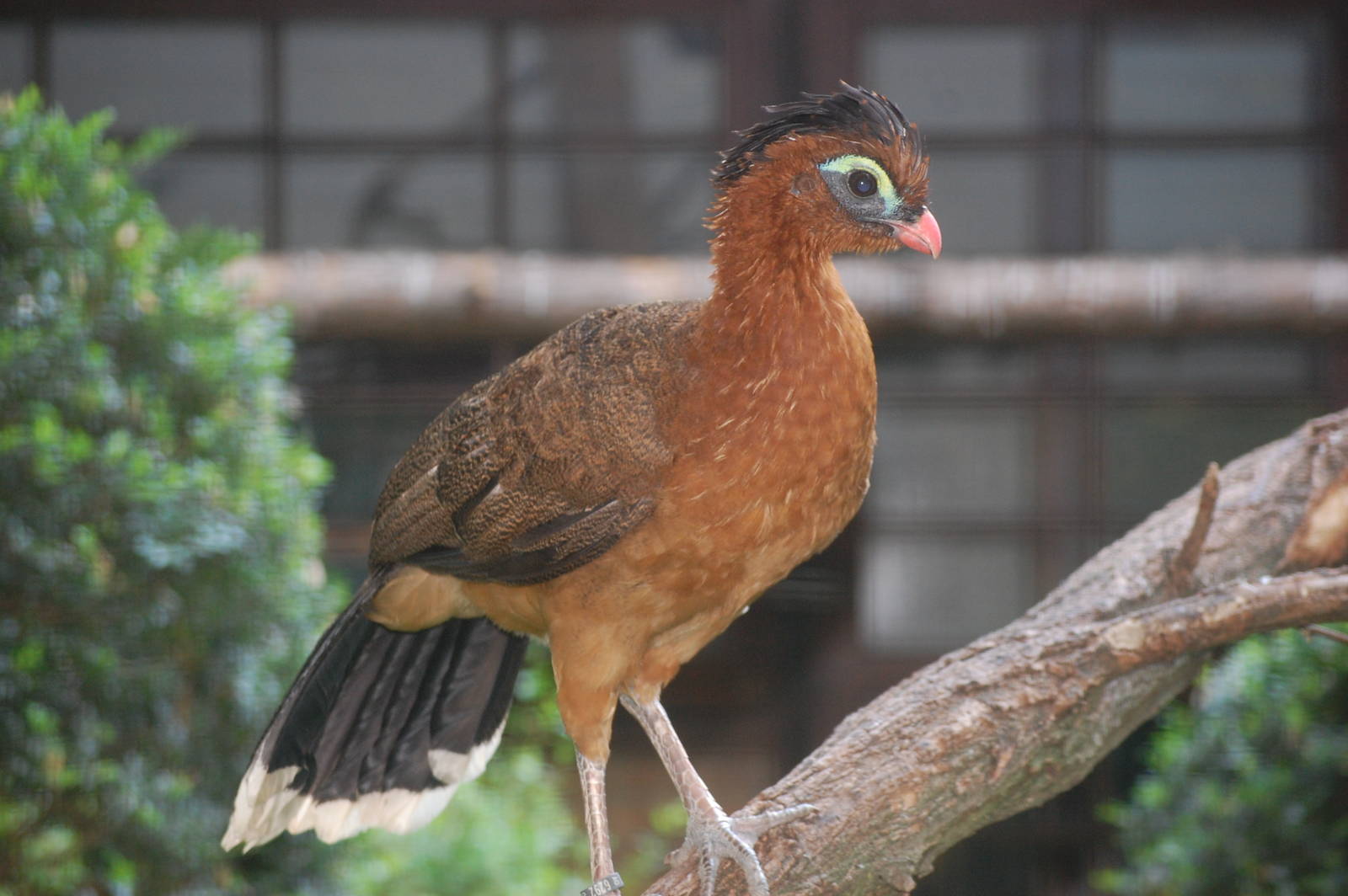 Nocturnal curassow