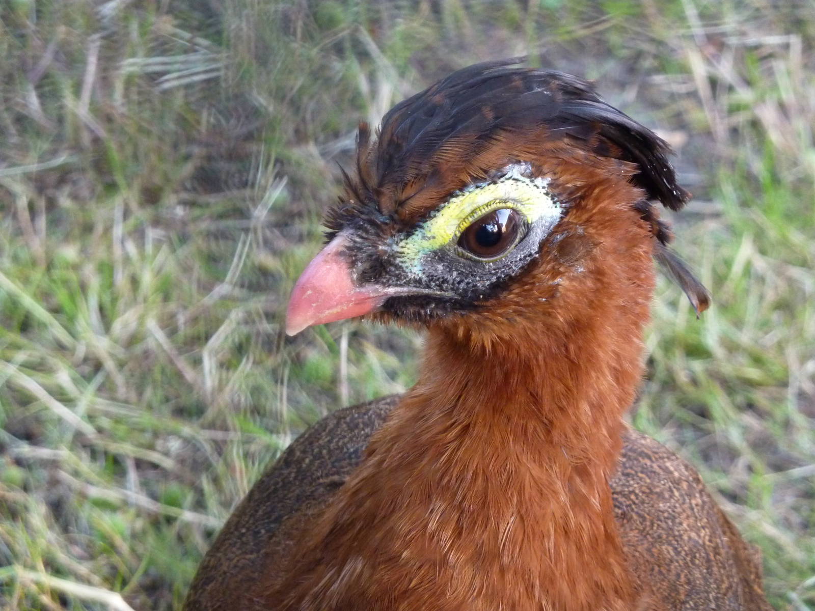 Nocturnal curassow