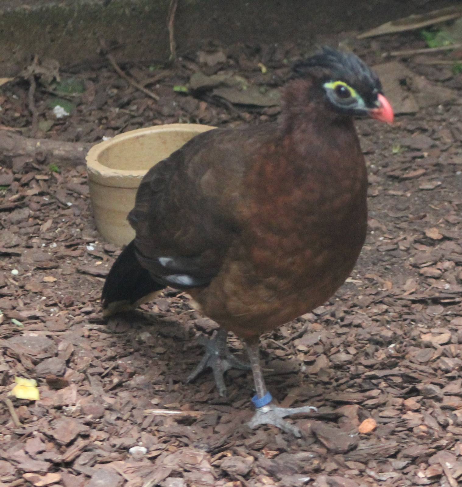 Nocturnal curassow