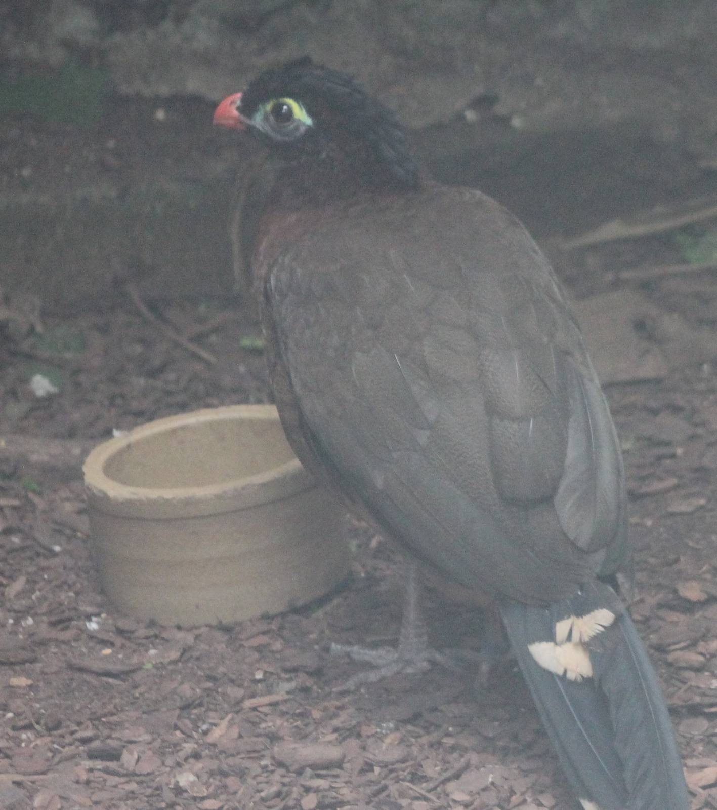 Nocturnal curassow