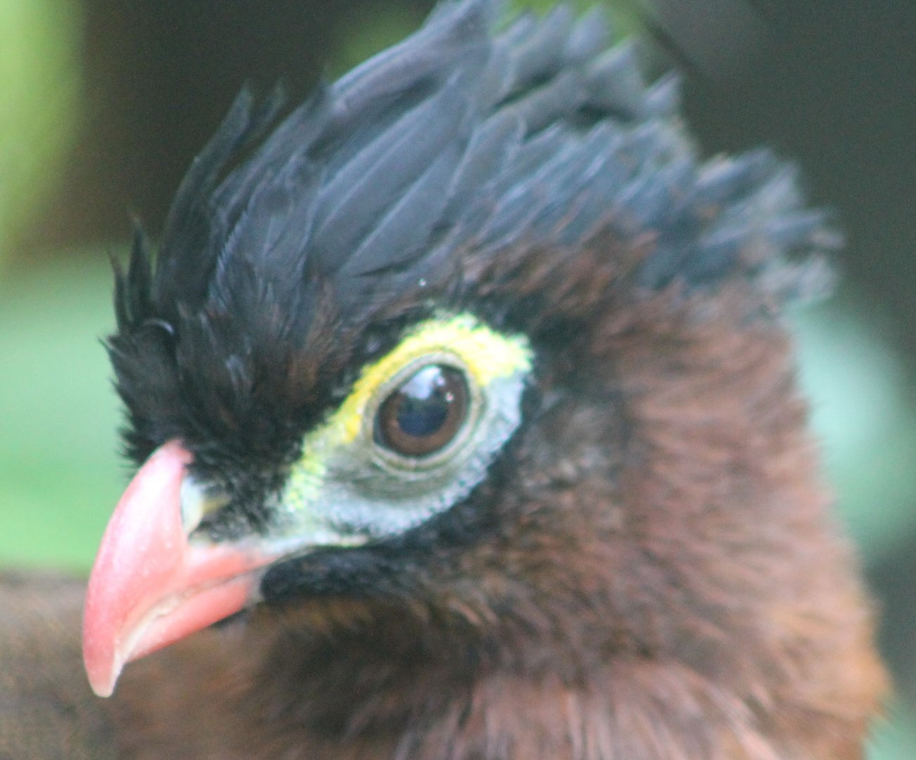 Nocturnal curassow
