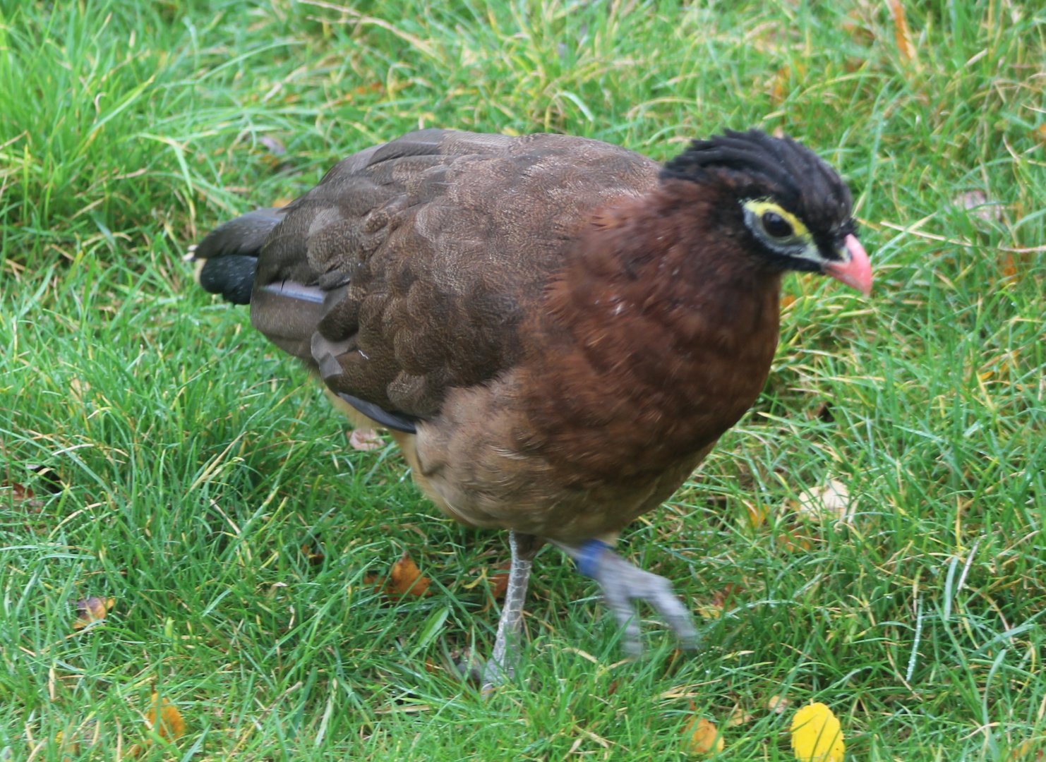Nocturnal curassow
