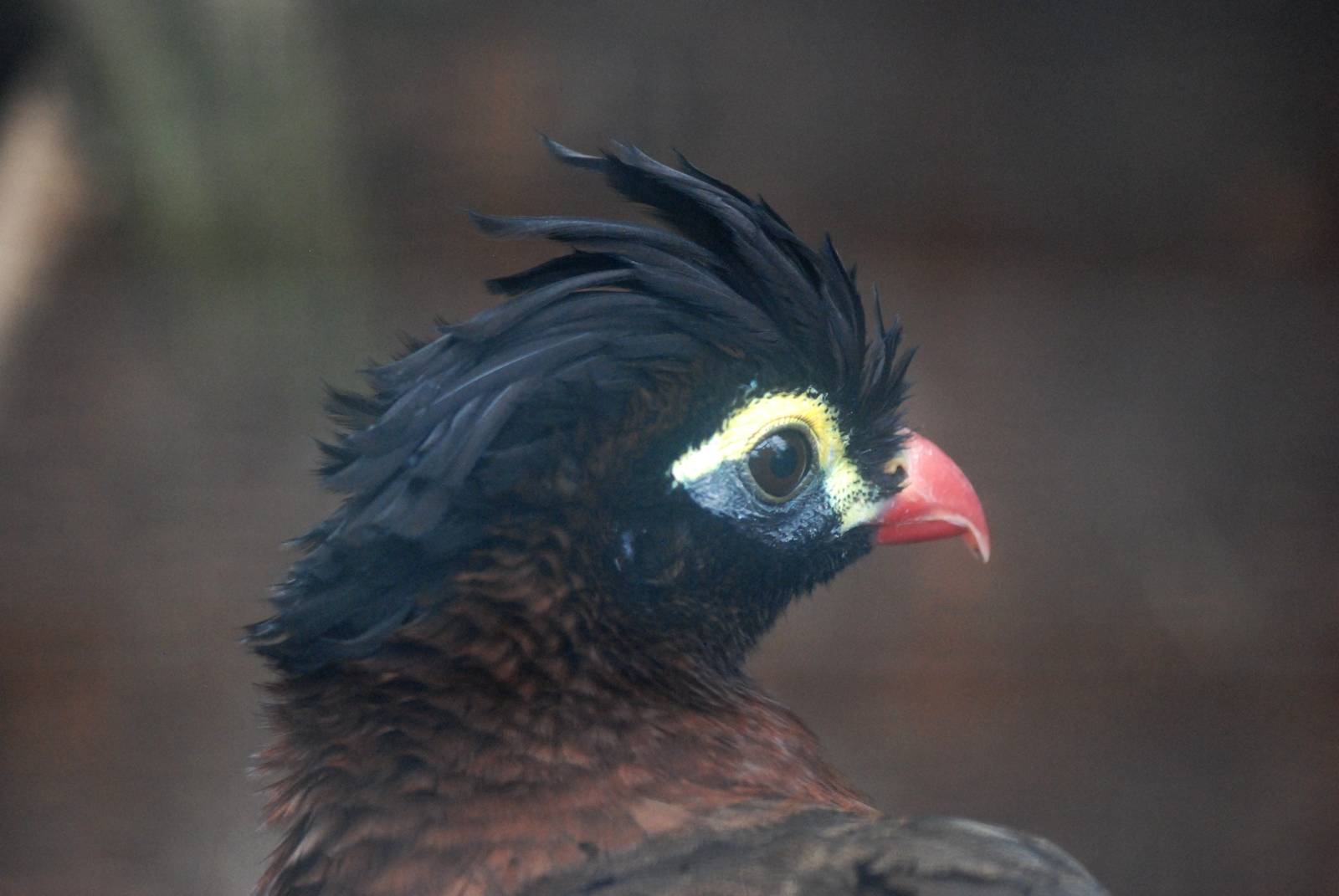 Nocturnal Currassow at Avifauna, 04/06/12
