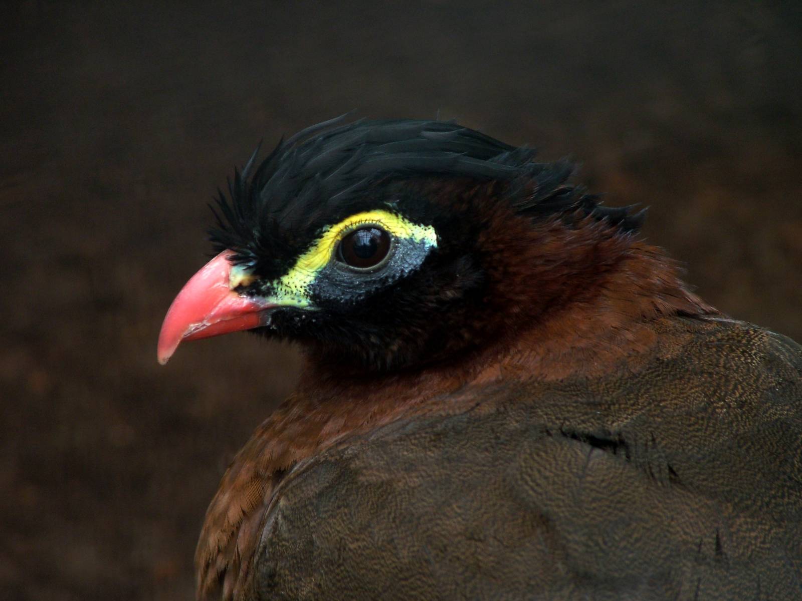 Nocturnal Currassow at Avifauna, 04/06/12