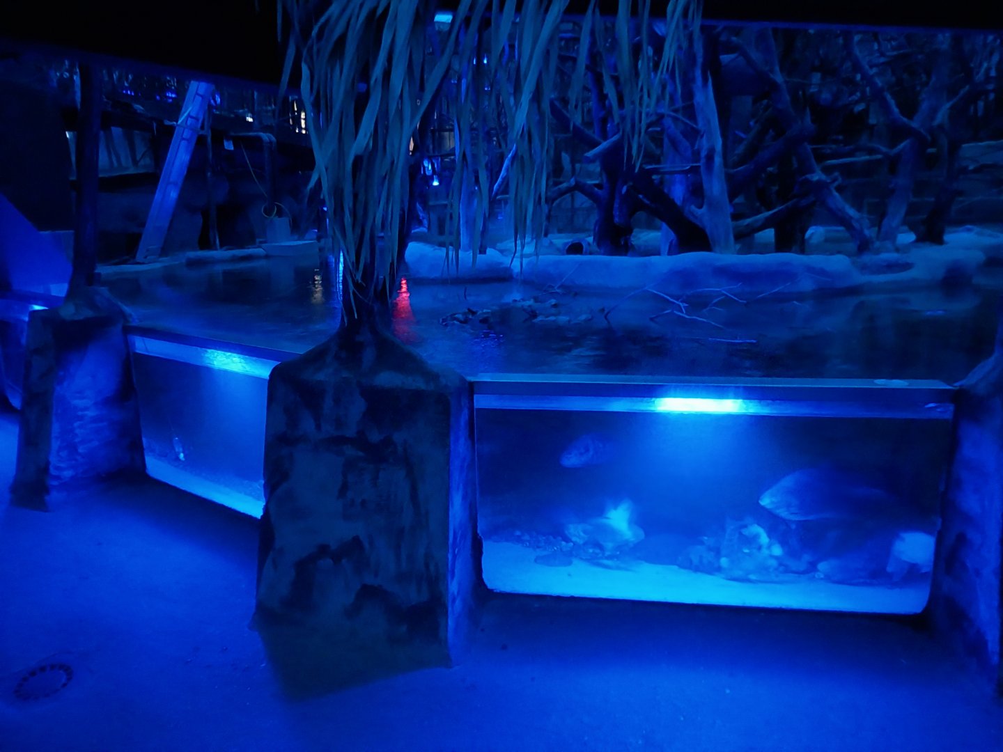 Nocturnal dome - Aquarium