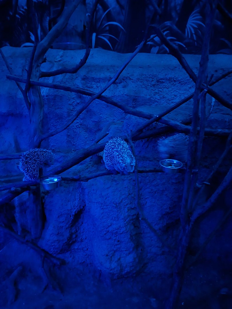 Nocturnal dome - Brazilian porcupine (Coendu prehensilis)