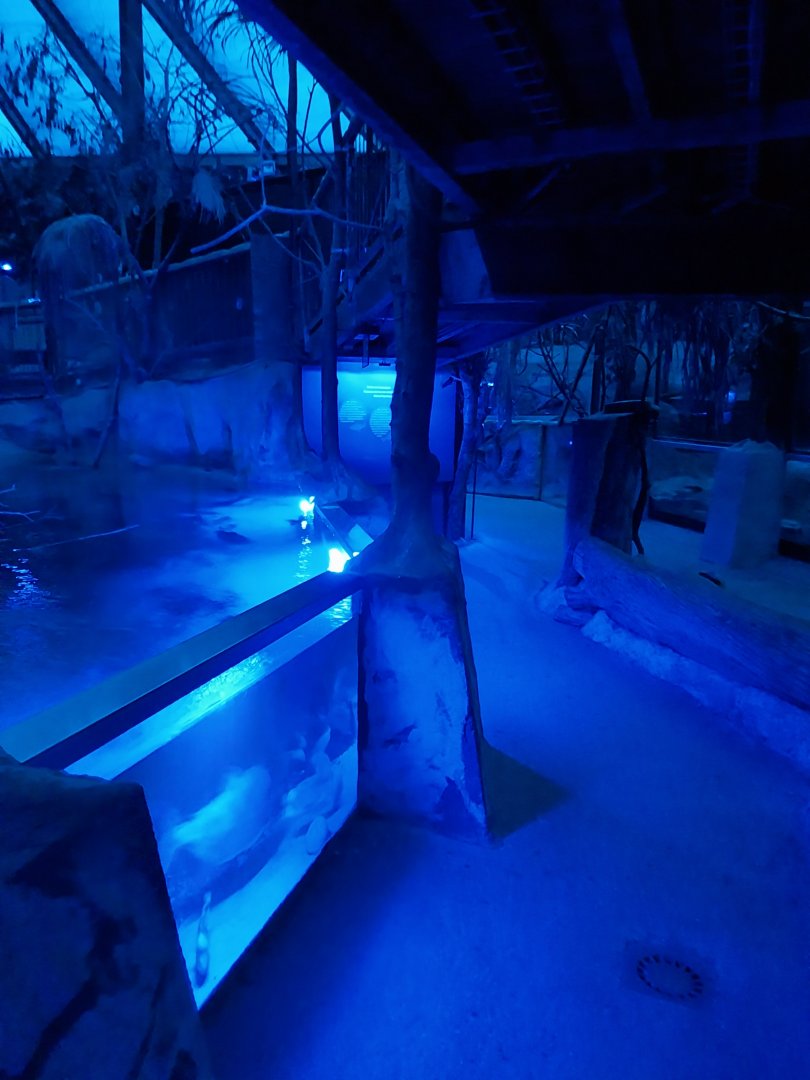 Nocturnal dome - General view