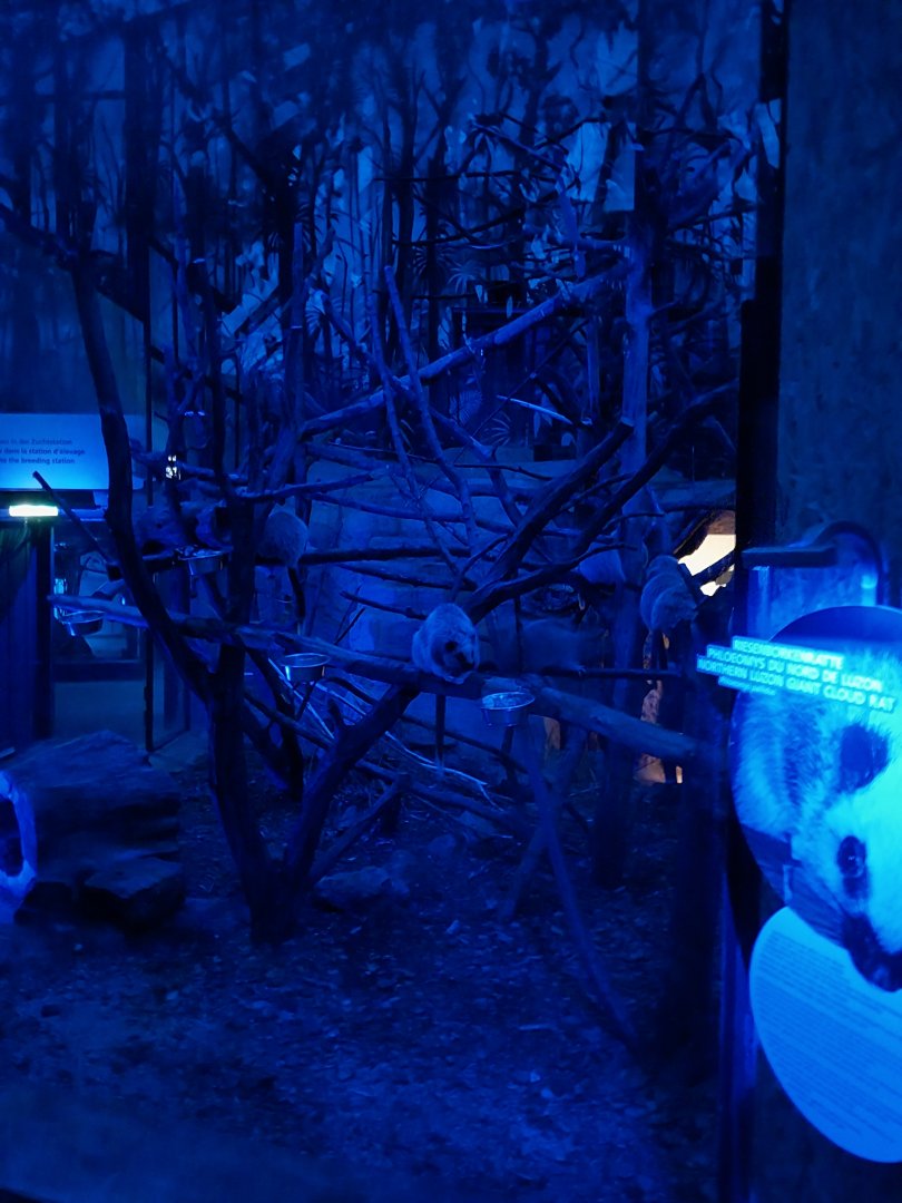 Nocturnal dome - Northern Luzon giant cloud rat (Phloeomys palidus)