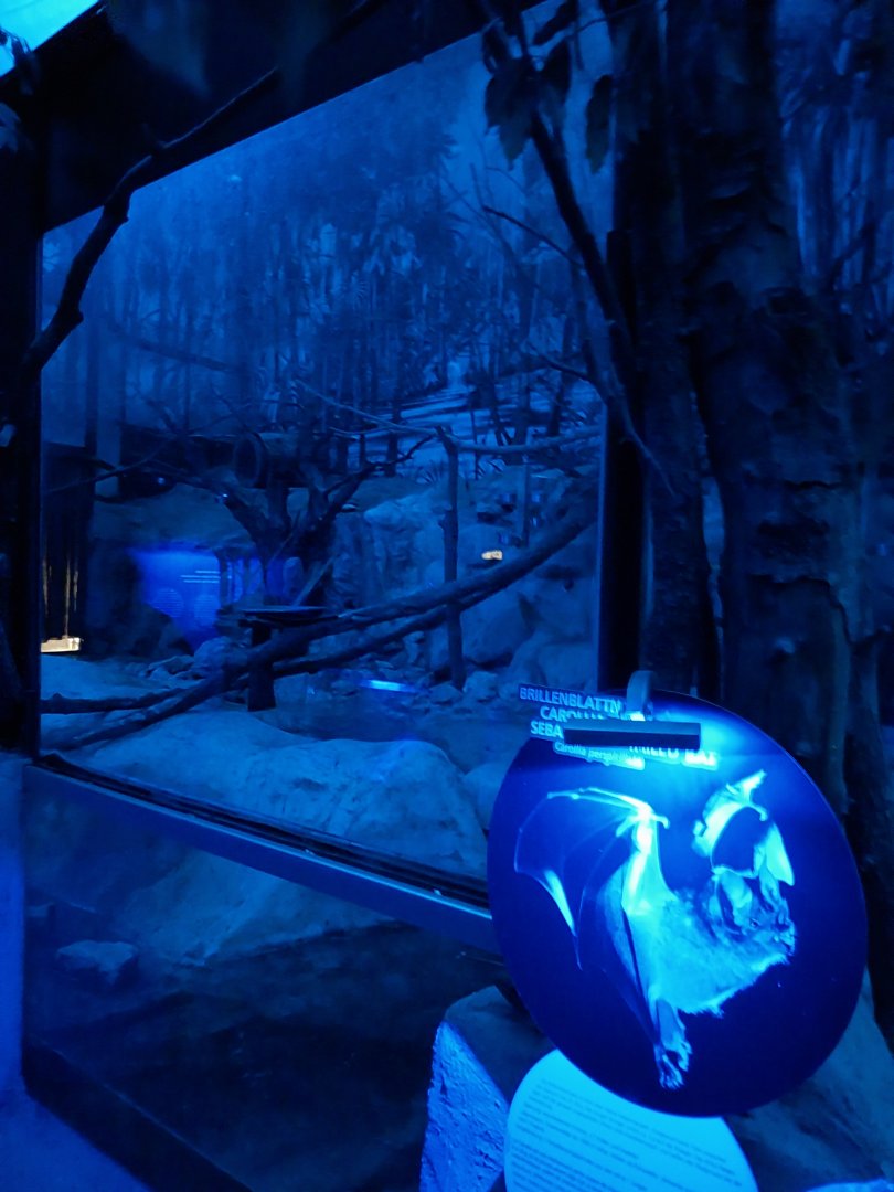 Nocturnal dome - Seba short-tailed bat enclosure