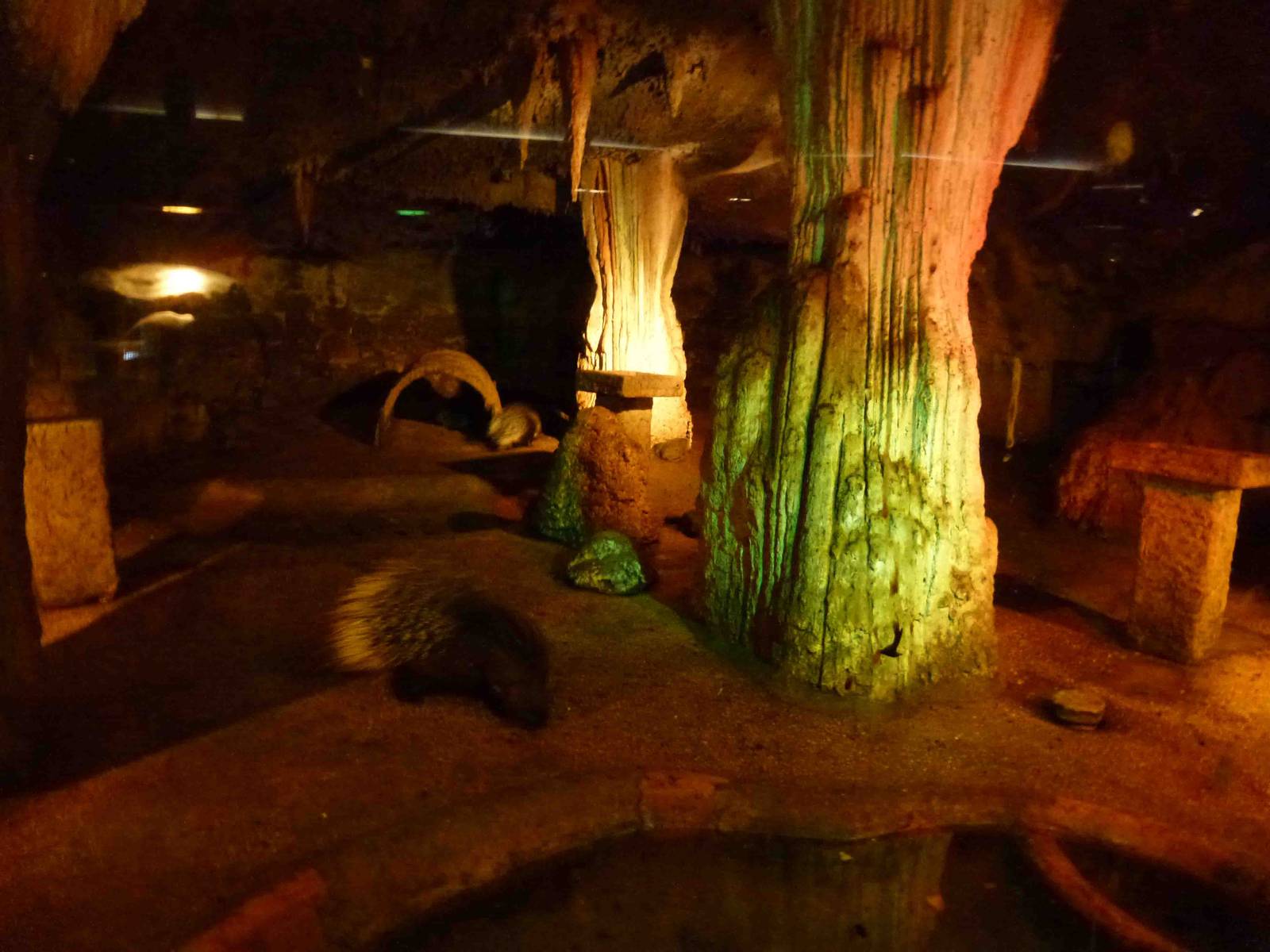 Nocturnal enclosure, July 2013.