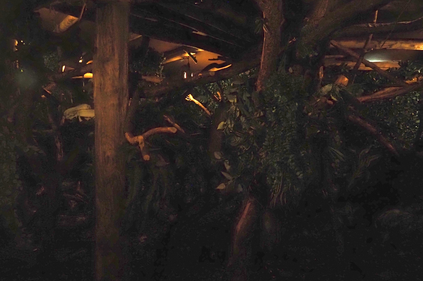 Nocturnal exhibit with Grey-handed night monkey and Linnaeus's two-toed sloth on the monkey tree-top path, 2024-08-18