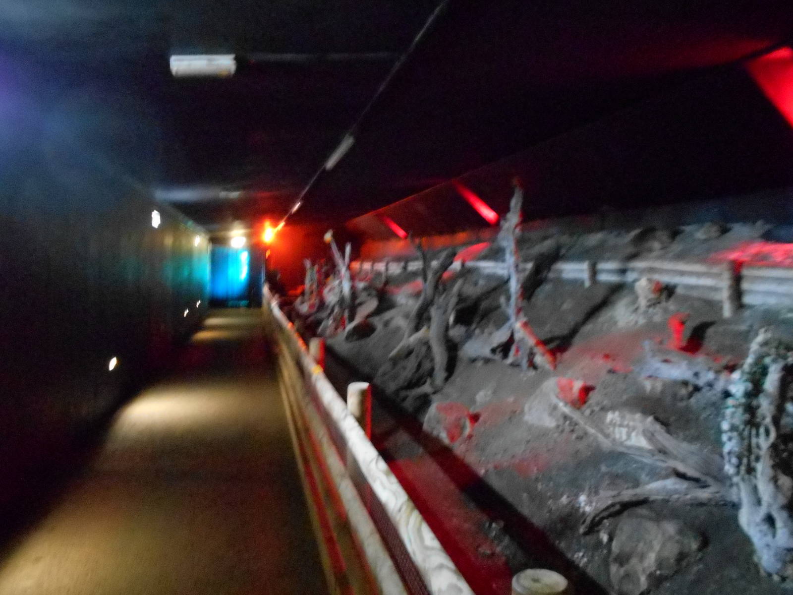 Nocturnal flight for Egyptian Fruit Bats - March 15th 2016